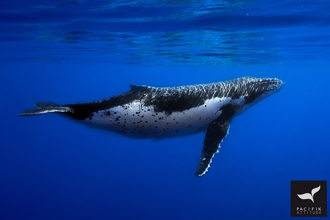 Humpback Whale Watching and Marine Life in Moorea - Booking Information