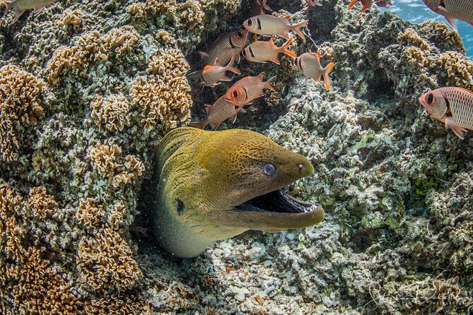 Introductory Scuba Diving Experience in Bora Bora - Contact and Support