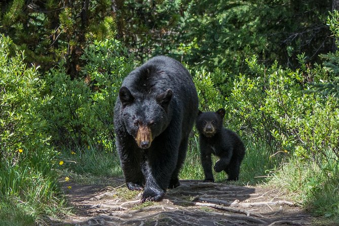 Jasper Evening Wildlife Tour - Diverse Wildlife Diversity