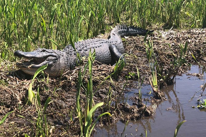 Jean Lafitte 90-Minute Swamp and Bayou Boat Tour - Highlights and Recommendations