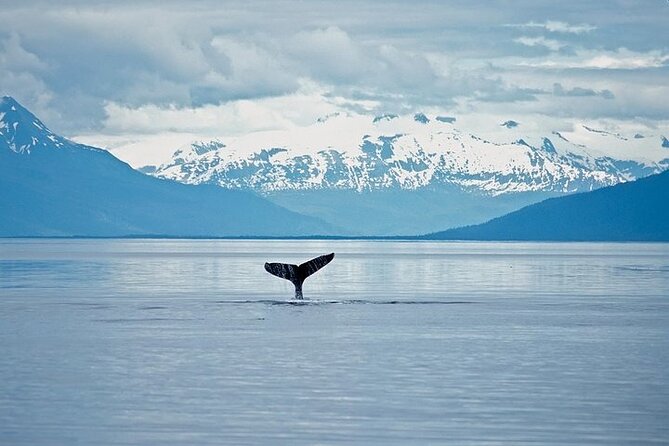 Juneau Wildlife Whale Watching & Mendenhall Glacier - Crew and Staff Interactions