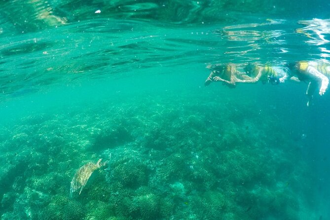 Kaneohe Sandbar Snorkeling Tour, 2nd Tour - Customer Reviews and Host Responses