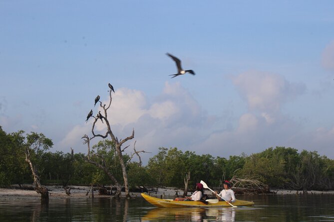 Kayak Mangroves Sunrise Experience - Questions and Inquiries