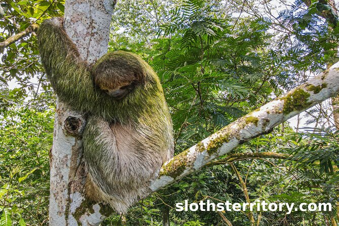 La Fortuna Sloth Tour - Tour Inclusions and Experience