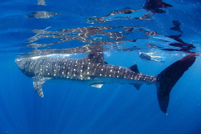 La Paz Whale Shark Snorkeling Tour and Lunch From Los Cabos - Refund and Cancellation Policy