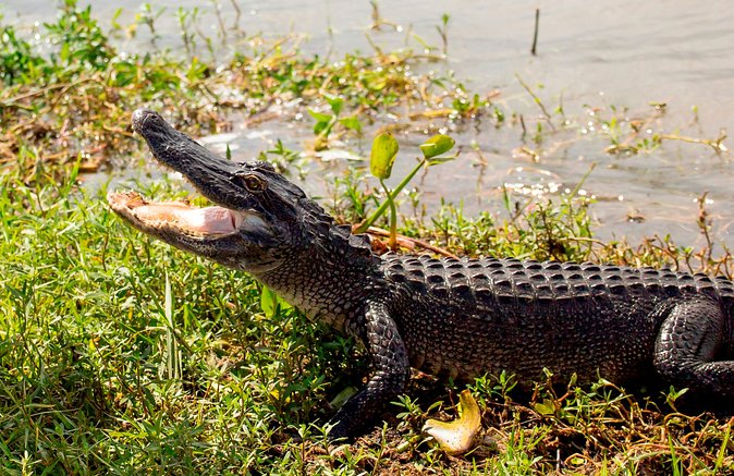 Large Airboat Ride With Transportation From New Orleans - Recommendations