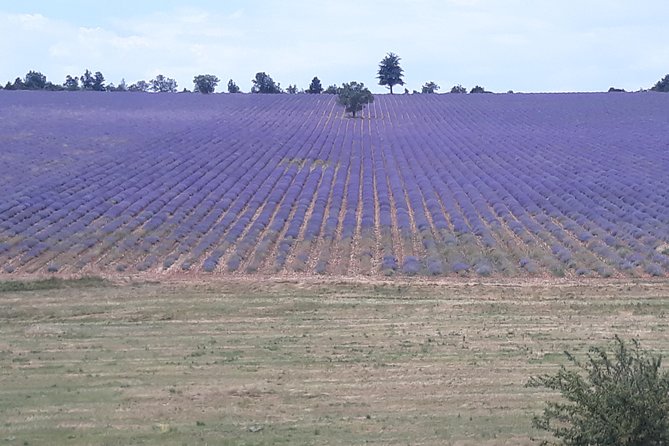 Lavender Tour Sault From Marseille - Guide & Customer Experience