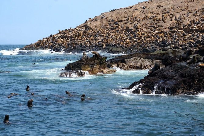 Lima: Palomino Islands Excursion & Swimming With Sea Lions With Hotel Transfers - Recommendations for Travelers