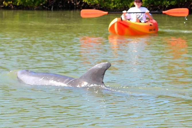 Lovers Key Guided Eco Tour-Mangrove Estuary - Meeting Details