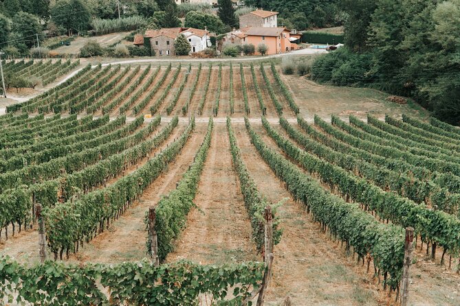 Lucca: Wine Tasting Experience - Tenuta Adamo Winery - Relax on Countryside Terrace