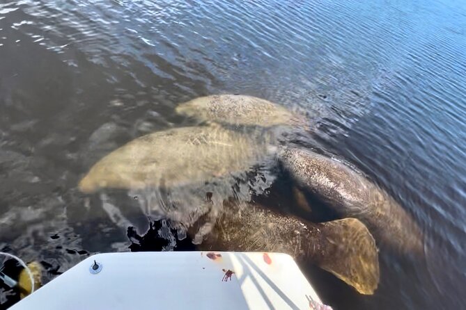 Manatee Sightseeing and Wildlife Boat Tour - Cancellation Policy and Weather