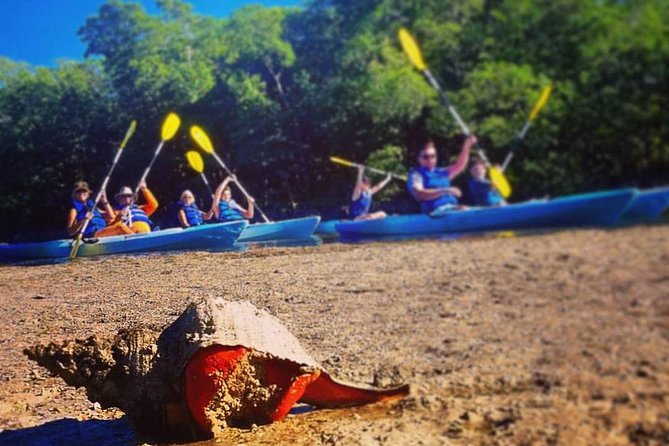 Mangrove Tunnels & Mudflats Kayak Tour - Local Biologist Guides - Additional Photos and Reviews