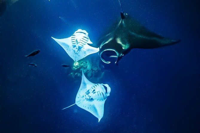 Manta Ray Night Snorkel & Sunset Cruise, Kona, Big Island Hawaii - Feedback and Booking