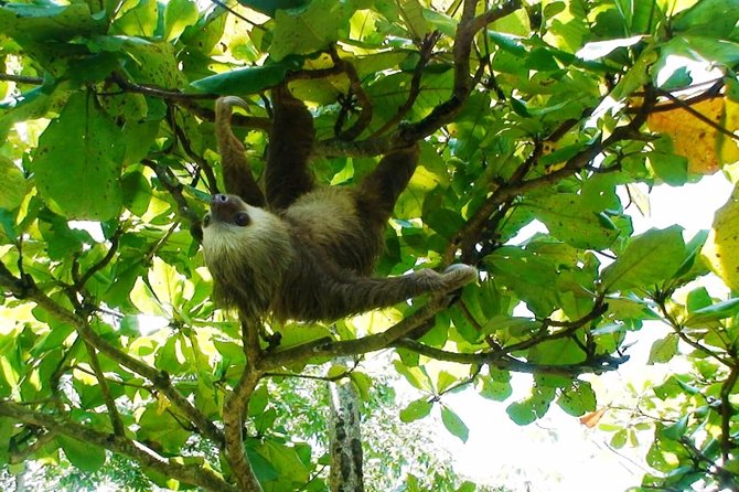 Manuel Antonio National Park Sightseeing and Wildlife Day Tour From San Jose - Traveler Experiences and Reviews