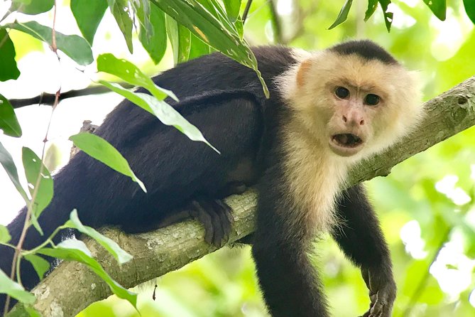 Manuel Antonio National Park Wildlife Tour - Additional Tips