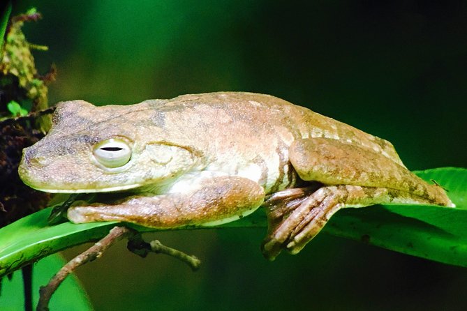 Manuel Antonio Park Tour and Its Amazing Wildlife and Beaches - Common questions