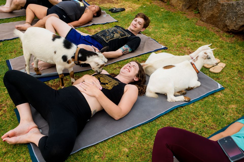 Maui Goat Yoga With Miniature Goats - Experience Highlights and Details