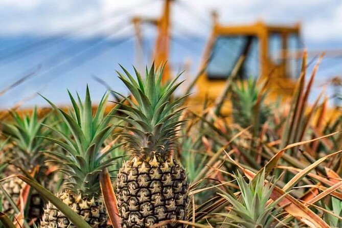 Maui Pineapple Farm Tour in Haliimaile - Customer Reviews