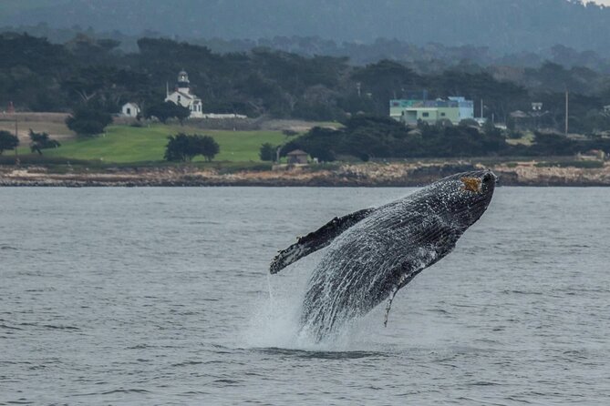 Monterey, California Family-Friendly Whale-Watching Boat Tour  - Monterey & Carmel - Coastal Views and Breezes