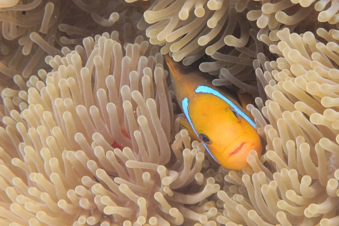 Morning Snorkeling Shared Boat Tour in Bora Bora - Customer Testimonials