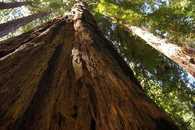 Muir Woods Tour of California Coastal Redwoods - Logistics