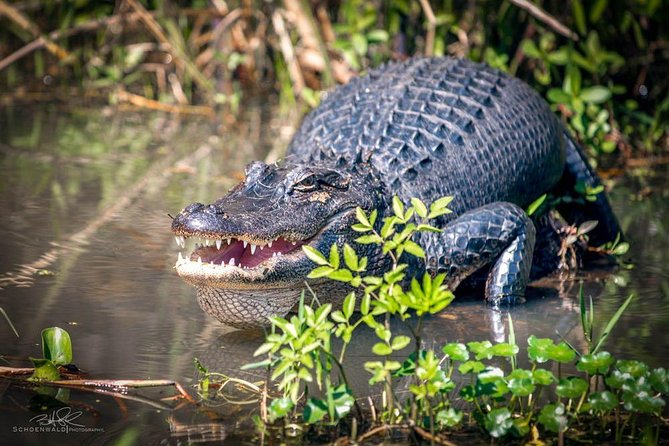 New Orleans Self-Transport Swamp and Bayou Boat Tour - Wildlife Encounters