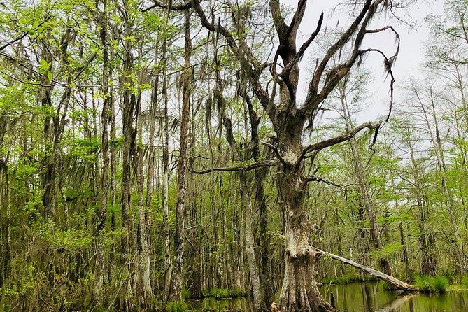 New Orleans Swamp and Bayou Boat Tour With Transportation - Tour Experience Details