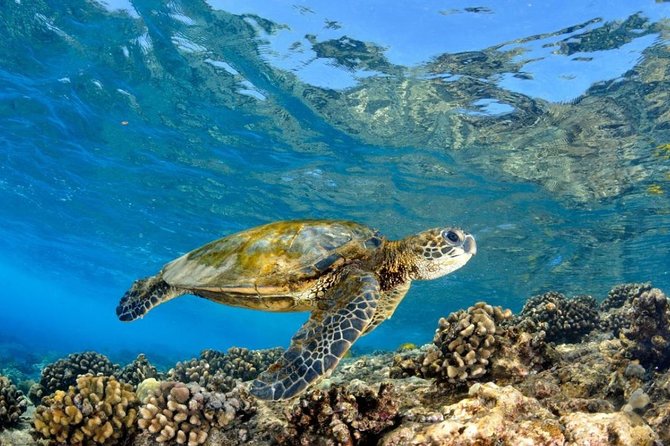 North Shore Circle Island Adventure Including Snorkeling With the Turtles - Tour Guides