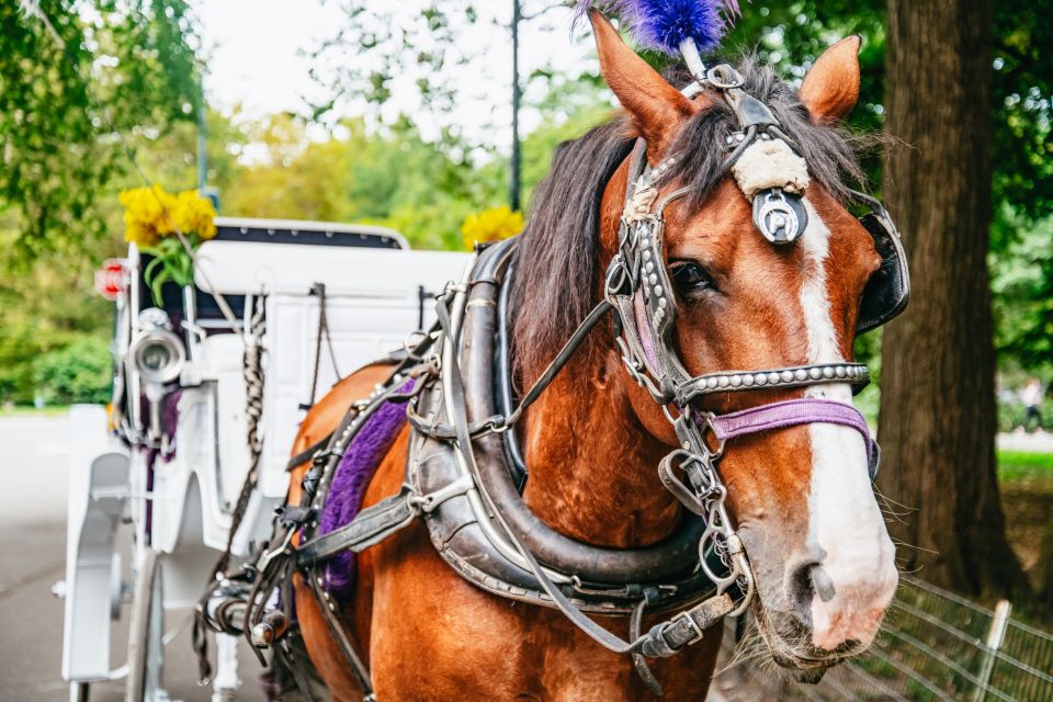 NYC: Guided Central Park Horse Carriage Ride - Reviews