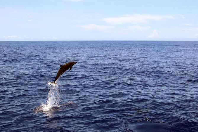 Oahu Catamaran Cruise: Wildlife, Snorkeling and a Hawaiian Meal - Common questions