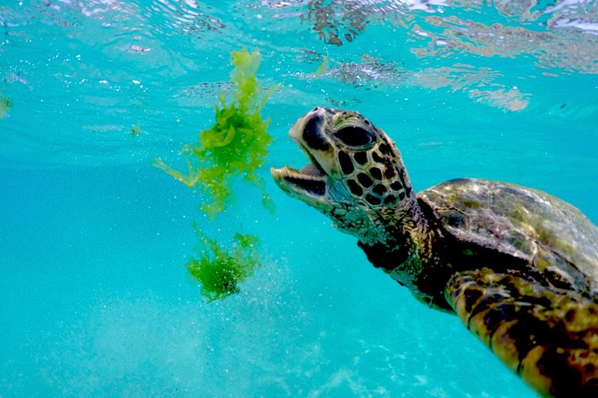 Oahu Turtle Canyon Snorkel Catamaran Cruise With Green Turtles - Customer Reviews