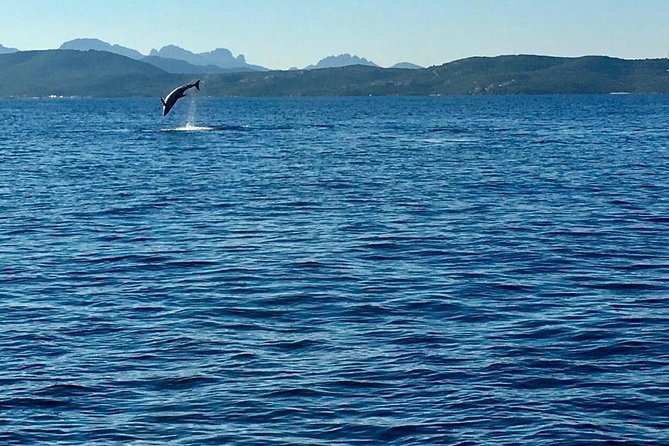 Olbia Bay Dolphin-Watching Boat Tour - Dolphin Sighting and Memorable Encounters