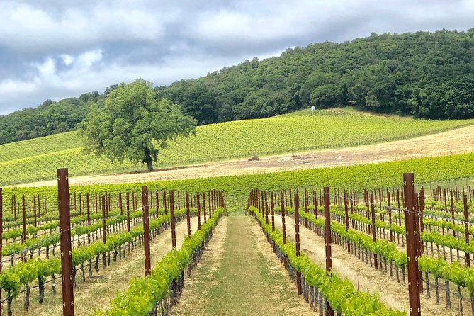 Paso Robles Wine Tour: We Drive Your Vehicle - Expectations and Information