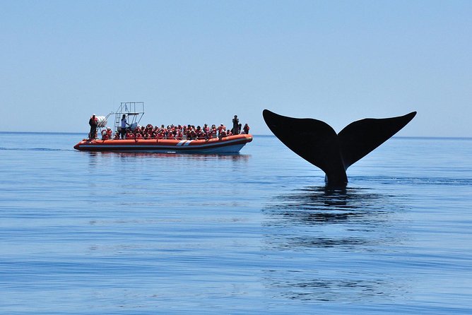 Peninsula Valdes Tour With Optional Whale Watching - Reviews and Feedback