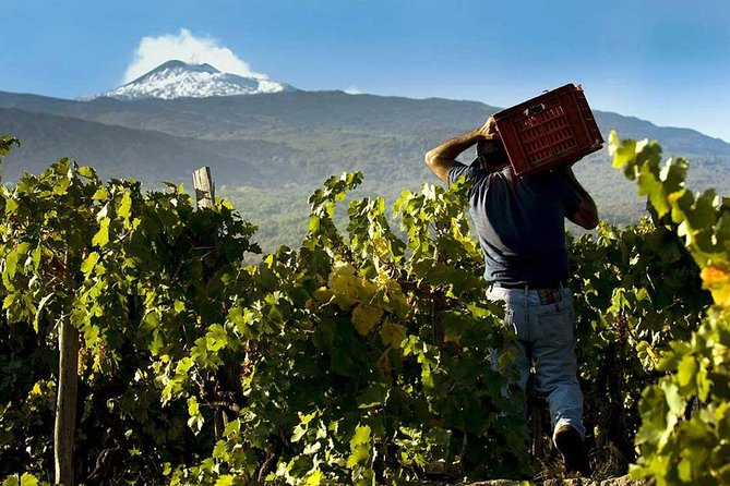 Private 6-Hour Tour of Three Etna Wineries With Food and Wine Tasting - Logistics and Traveler Tips