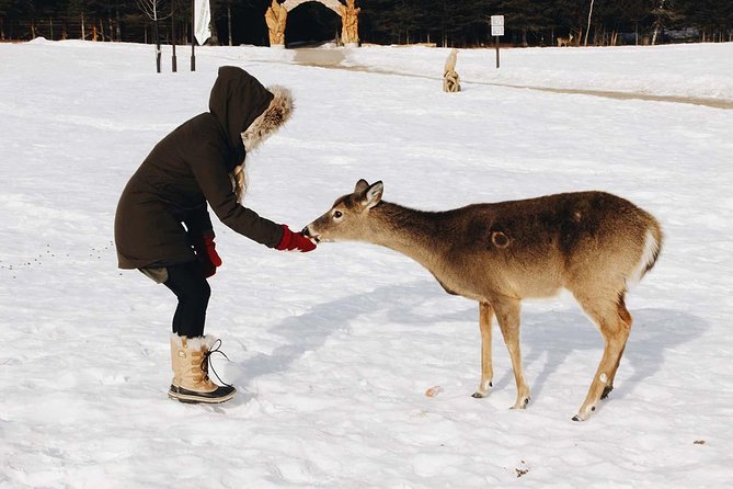 Private Day Tour to Wildlife Parc Omega and Montebello Lodge From Montreal - Lodge Accommodations