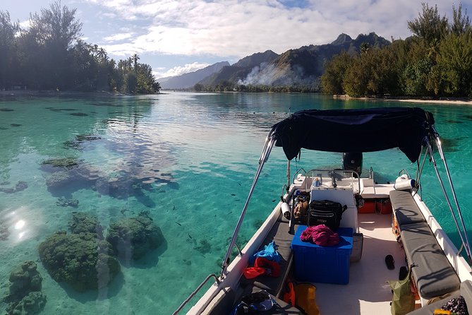 Private Half-Day Snorkeling Tour, Moorea - Traveler Feedback and Reviews