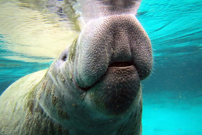 Private OG Manatee Snorkel Tour With Guide for up to 10 People - Inclusions and Tour Description