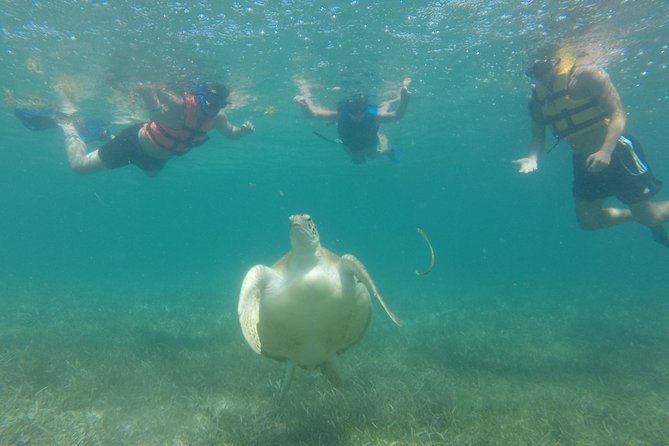 Private Snorkeling Tour With Sea Turtles at Akumal Beach  - Playa Del Carmen - Marine Wildlife Encounters