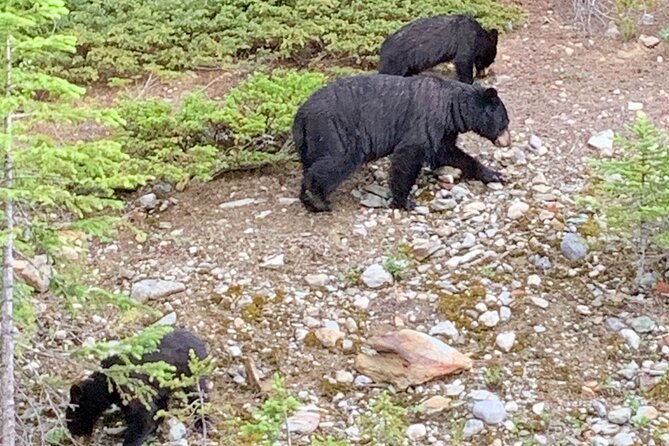 Private Tour for up to 24 Guests of Lake Louise and the Icefield Parkway - Traveler Reviews and Ratings