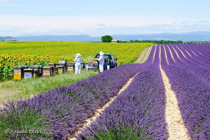 Private Tour of Gorges of Verdon and Fields of Lavender in Nice - Engaging Visual Content Showcase