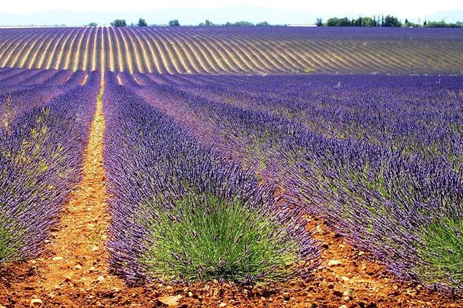 Provence Lavender Fields Tour in Valensole From Marseille - Customer Feedback