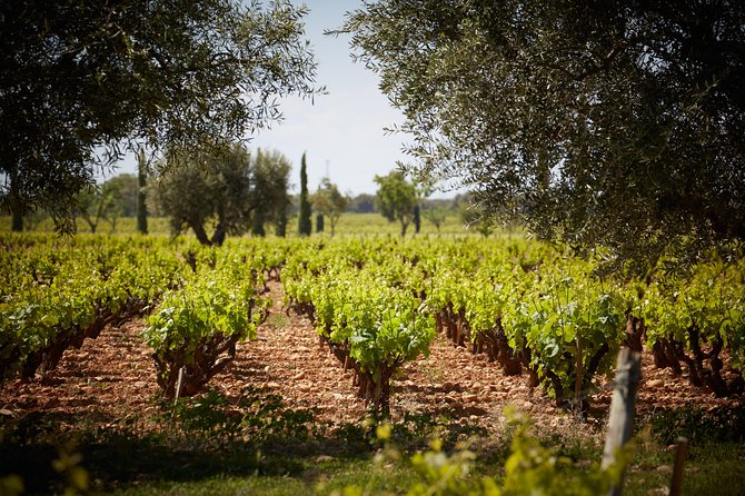 Provence Private Full Day Wine Tour With Wine Tasting - Additional Services