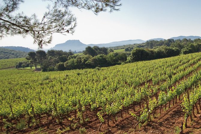 Provence Wine Tour - Private Day Tour From Nice - Vineyard History and Techniques