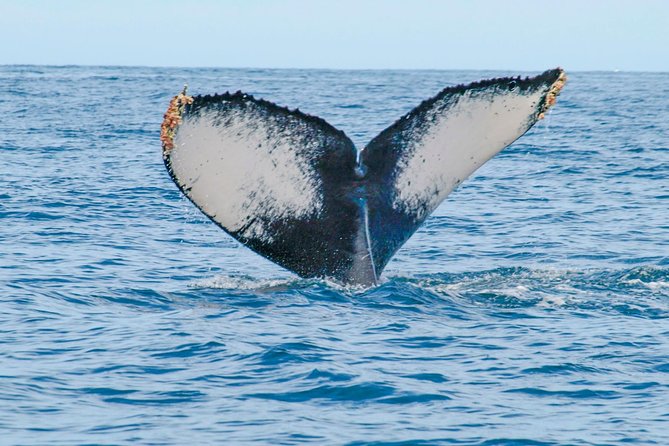 Puerto Vallarta Whale-Watching Tour - Cancellation Policy Details