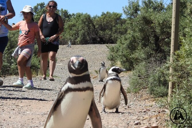 Punta Tombo With Puerto Madryn Shore Excursions Tours - Operator Information and Terms