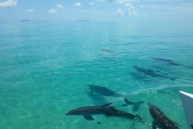 Shallow Water Snorkeling and Dolphin Watching in Key West - Catamaran Boarding Details