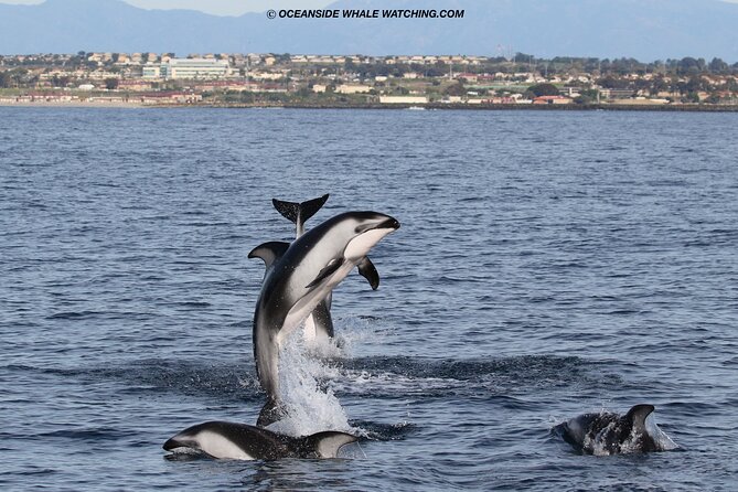 Shared Two-Hour Whale Watching Tour From Oceanside - Customer Experiences