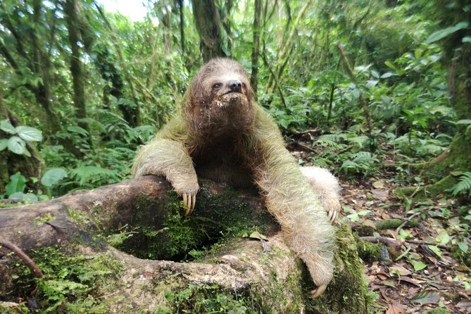 Sloth Watching Trail - Visitor Reviews