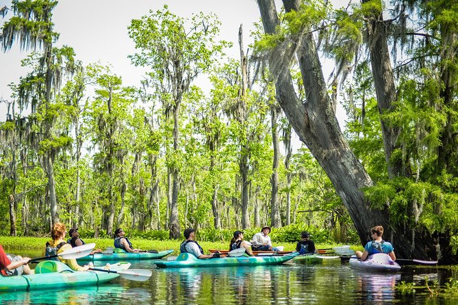 Small-Group Manchac Swamp Kayak Tour With Local Guide - Reviews From Previous Participants